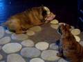 Champion prospect English Bulldog puppy for sale