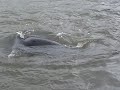 Click here to watch this video Fishermen in Astoria Feed Sea Lions By Catch