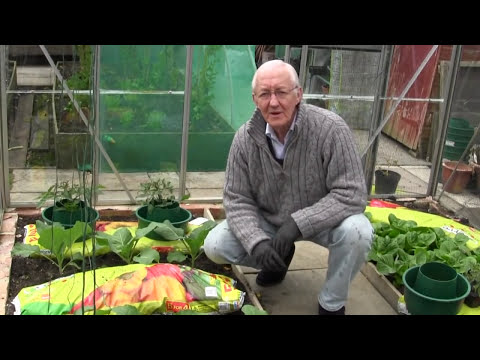 how to transplant tomato seedlings into pots