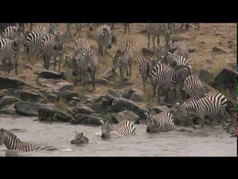 Wildebeests - Wildebeests crossing the Mara River in Kenya is the most dangerous part of their annual 1800 mile migration.