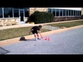 100 yard shuttle Challenge - Measure 10 yards on a feild, placing a cone at each end. Begin with adding 4 cones to the start.You will have 5 cones on one side, begin at the onther end. Sprint down 10 yards pick up a cone, sprint back and place it at the start. Repeat this until all cones are moved from one end to the other. Fastest time wins!