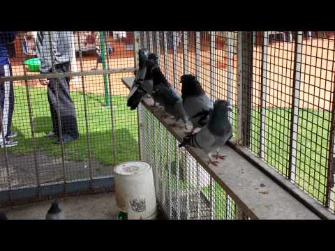 visokoletac - For all pigeon enthusiastic's.