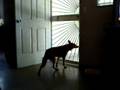 videos de Mi Perra Batsy