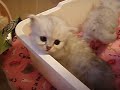 Aaralyn Burmillas - Lotus kittens week 4 vid 1