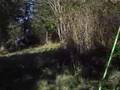 The song of marshland.(die moorsoldaten)