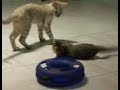 Bandit Bengals & Norwegian Forest Cats