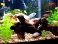 Auratus Breeding