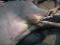 Ring block analgesia in cow Ring block analgesia in cow