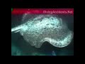 Steve Irwin Was Accidentaly Killed By Stingray - Diving Accidents