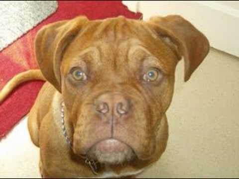 dogue de bordeaux cross pitbull. dogue de bordeaux Selena 3 ans