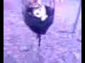 Click here to watch this video Chihuahua on swing