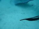Hand Feeding Stingrays at Stingray City.