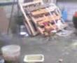 videos de GALLINA