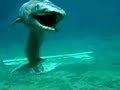 strange creatures