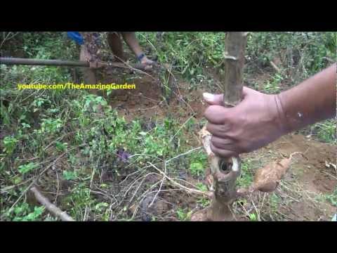 how to harvest tapioca