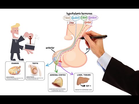 Pharmacology – DRUGS FOR PITUITARY AND THYROID DISORDERS (MADE EASY)
