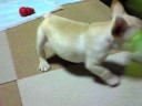 French Bulldog Puppy French Bulldog Puppy