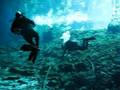 Gran Cenote cave complex