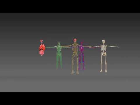 VR Medical 360 Video | Anatomy VR | 360 Video | VR Medical Simulation and Training - YouTube