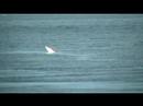 2 minke whales are feeding in front of the Saguenay fjord. We observed the whales from 17.30 till 19.00 hours from the lookout point in Tadoussac