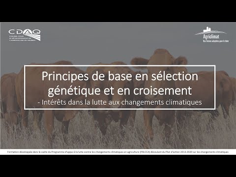 Principes de base en sélection génétique et en croisement en production bovine