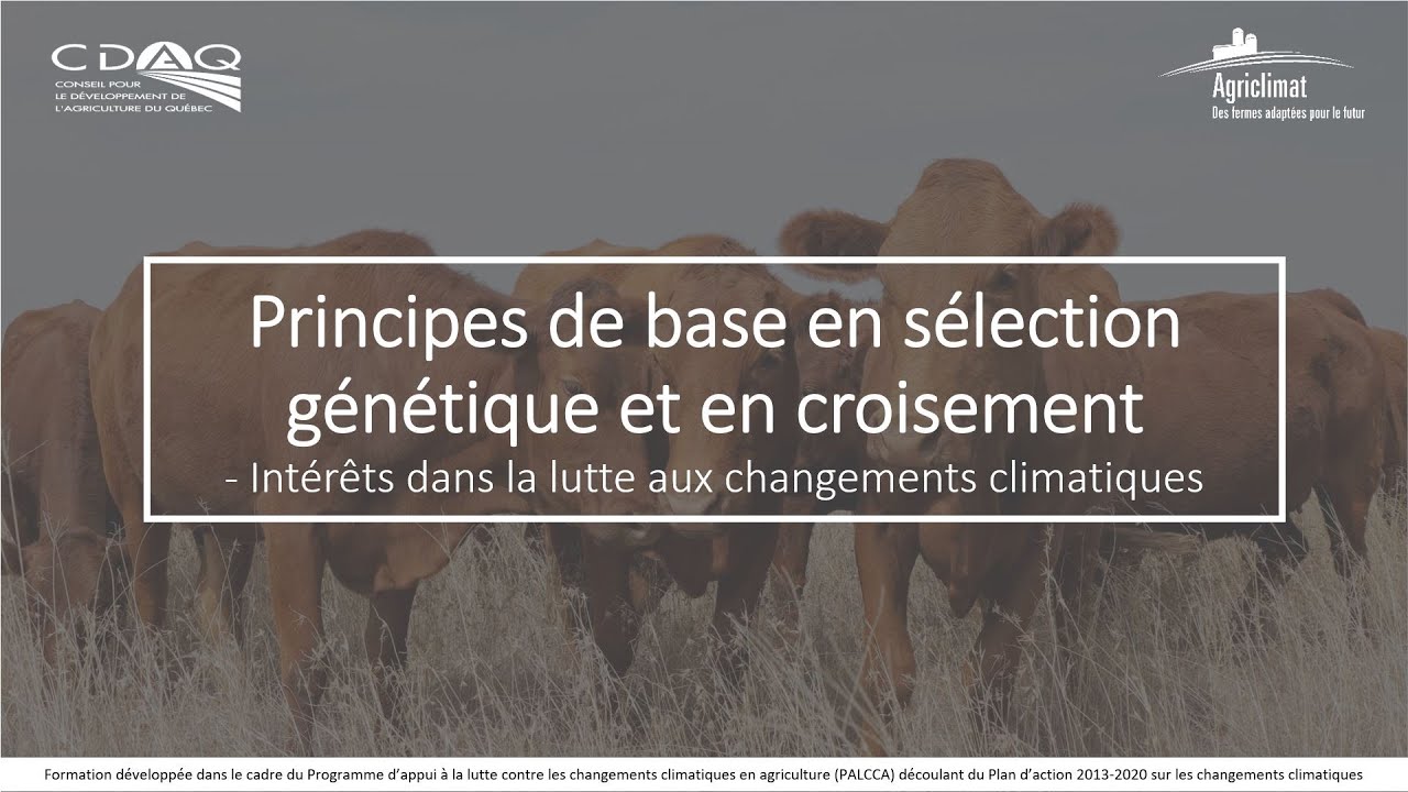 Principes de base en sélection génétique et en croisement en production bovine