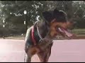 Portland Oregon Dog Skateboarding on PDXposed Portland Oregon Dog Skateboarding on PDXposed