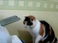 videos de Cat Beating on Printer