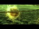BAD MORNINGS homevideo BAD MORNINGS homevideo