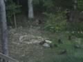 videos de Happy Thanksgiving 2008