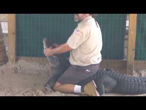 Gator park, Florida Everglades