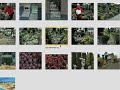 Picasa Webalbums Nederlandse tutorial