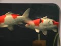 Koi Carp by Angels Plus Koi Carp by Angels Plus