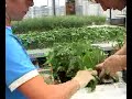 Cultivo de tomaco en Dos Hermanas - Thumb #1