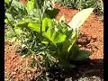 Cultivo de tomaco en Dos Hermanas