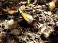 Male Monarch Mating with Heliconius Female Male Monarch Mating with Heliconius Female