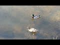 More Ducks
