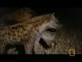Lions vs Hyenas Interaction