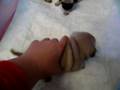 Cachorros de Carlino