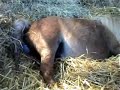 Mini shetland foaling