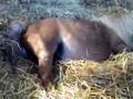 Mini shetland foaling