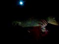 peche