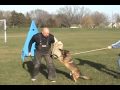 Malinois Malcom Schutzhund Protection Nov 22nd 2009