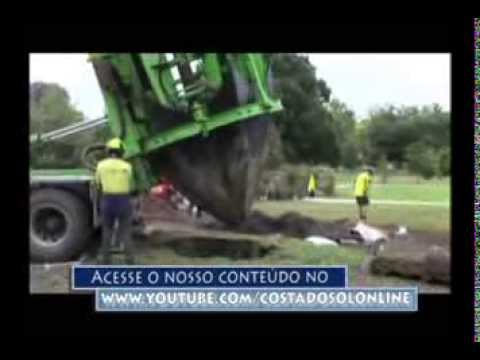 Transplante de árvore