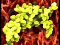 Las bacterias presentan distintos tipos y formas: