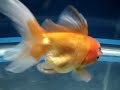 oranda with hole-in-head disease