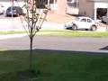 1970 Beetle with Subaru EJ25 motor