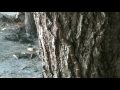 Indian Wolf Snake At Vilamendhoo South Ari Atoll Maldives