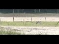 Ravenfamilie op het crosscircuit Ravenfamilie op het crosscircuit