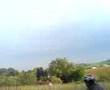 waitz im feld